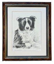 Sheepdog Picture Border Collie