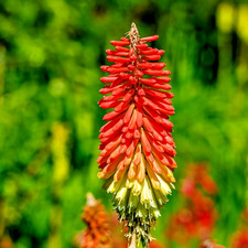 300x Red Hot Poker Seeds –