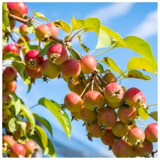 1 Crab Apple Tree 3-4ft Native Malus Hedging, Make your own Cider & Jelly