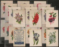 MORRIS (B)-FULL SET- ENGLISH