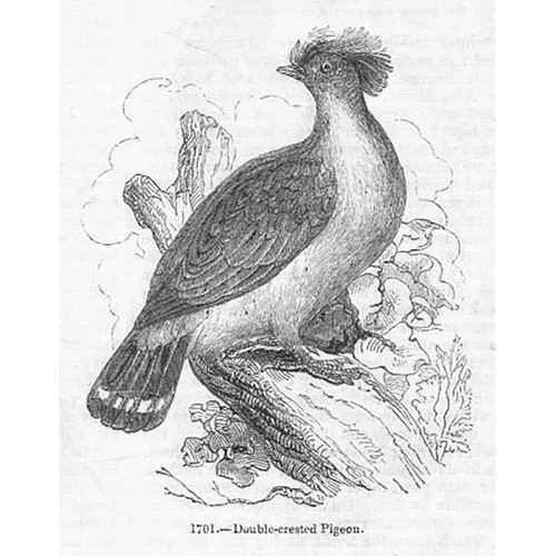 Birds double crested pigeon - birds,