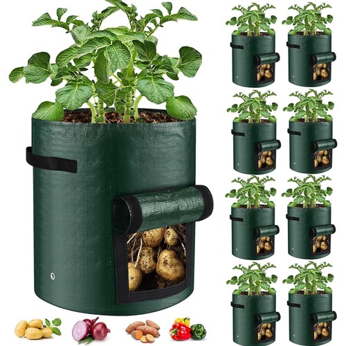 Large potato grow - large,