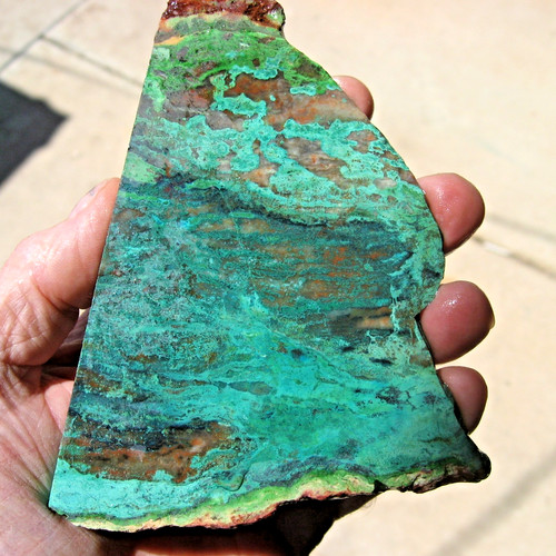 Mexican parrot wing - mexican,