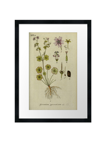 Botanical framed wall - botanical, 56