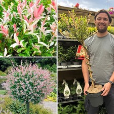 Flamingo Willow Tree Plant Large with Twisted Spiral Stem Dwarf Hakuro Nishiki