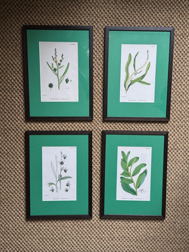 Set framed botanical - 4,