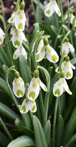 Galanthus phil cornish - phil,
