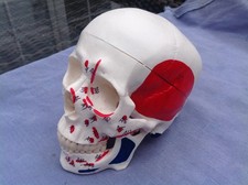 Human skull anatomical model - Life Sized Muscle groups and brain model