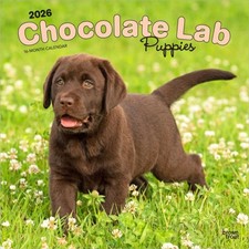 Chocolate Labrador Retriever Puppies 2026 12 X 24 Inch Hanging Monthly  CALENDAR