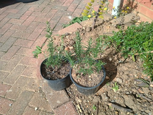 Rosemary plants leaves - 2x, plants,