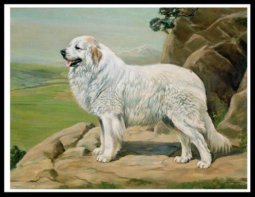 Pyrenean mountain dog - mountain,