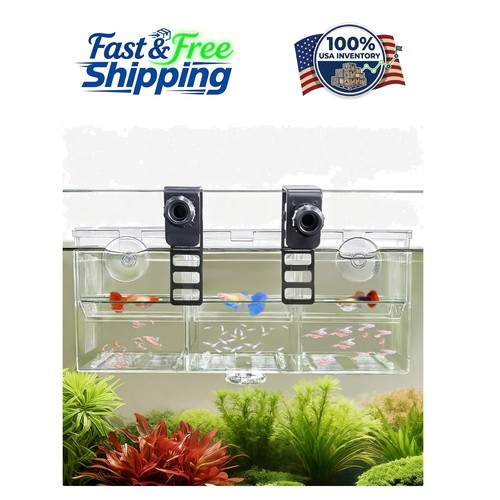 Triple chamber fish - fish, breeder