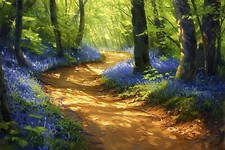 BLUEBELL WOODLAND FOREST