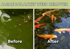 Blanket Weed Treatment Safe For Fish Algae Blanketweed Killer Clear Pond Water