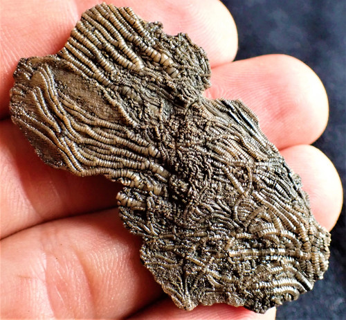 Crinoid fossil with - , complete