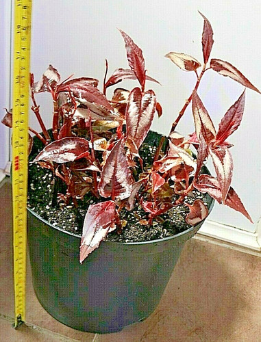 Various persicaria incl red - incl,