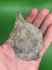 Carolina Fossil Whale Dolphin