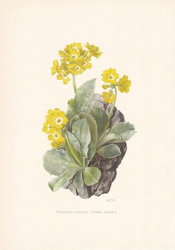 1960 auricula print - 1960,