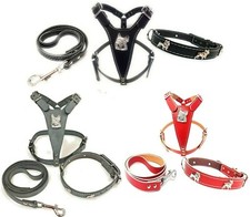 Beautiful Leather Frenchie