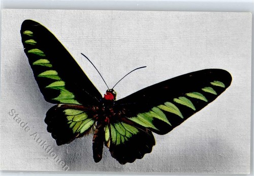 51399573 ornithoptera - -,