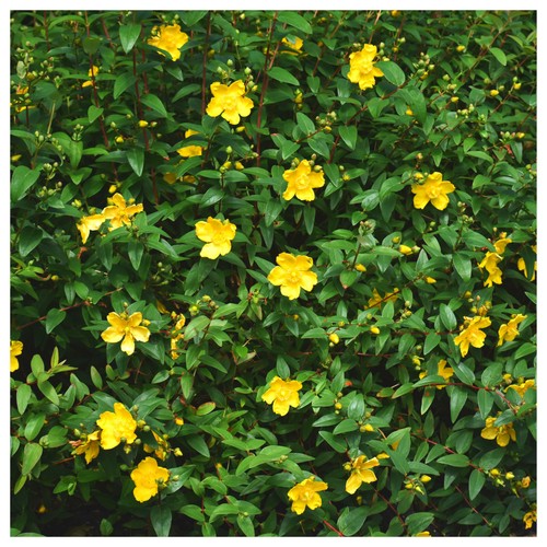 Hypericum hidcote plant st - hypericum, plant,