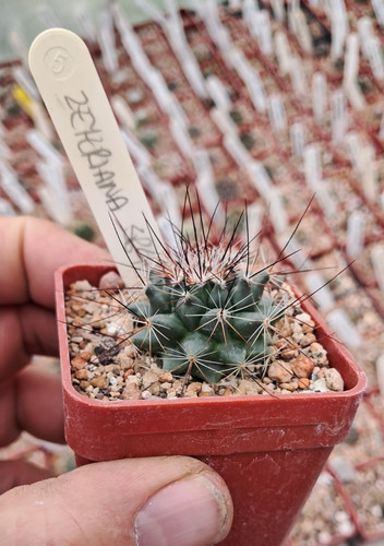 Mammillaria zeyeriana 6cm - mammillaria,