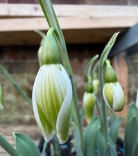 Galanthus 'Kryptonite' Snowdrop
