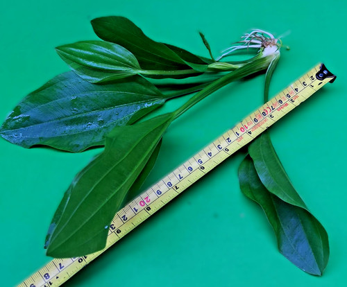 Large amazon sword - x,