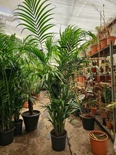 1x8ft Kentia Palm Tree Indoor Office Large Premium Quality free Plant Feed
