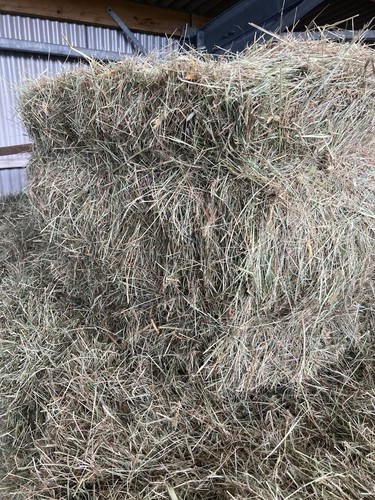 New june 2025 conventional hay - june,