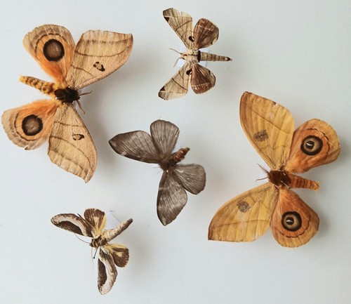 Moth collection set a - collection, x5