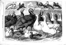 Old Antique Print 1869 Prize