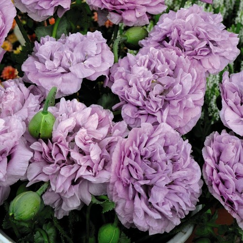Poppy candy floss - candy,