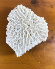 Vintage white brain - white, coral