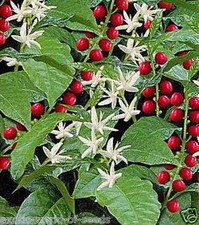 COFFEA ARABICA SEEDS GROW YOUR