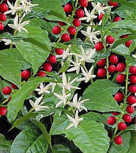 Coffea arabica seeds grow - coffea,