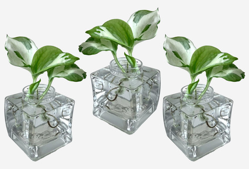 Plant hydroponic vases - plant, x3