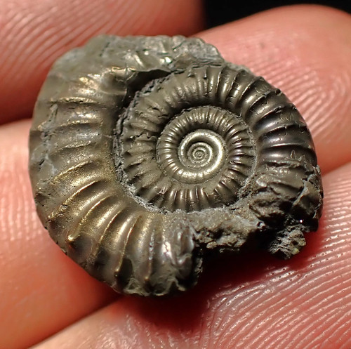 Crucilobiceras pyrite ammonite