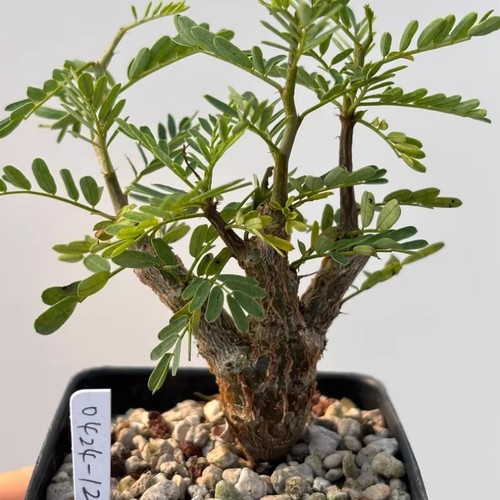 10cm succulent cactus - ‌succulent,