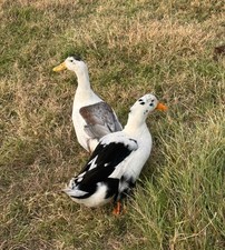 Assorted duck hatching - 5+1,
