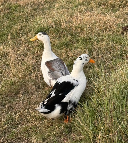 Assorted duck hatching - duck,