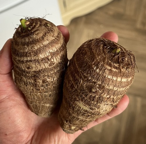 Colocasia esculenta bulbs - esculenta,