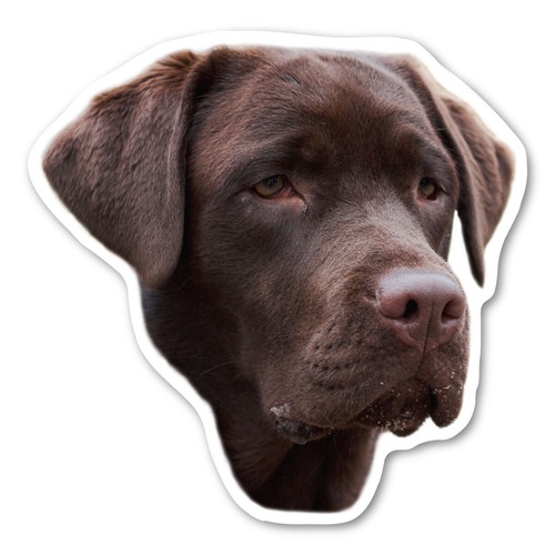 Labrador retriever - (chocolate),