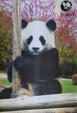 Giant Panda 3D Vintage Postcard