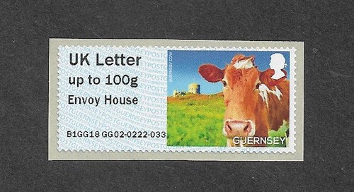 Guernsey cow farm - ,