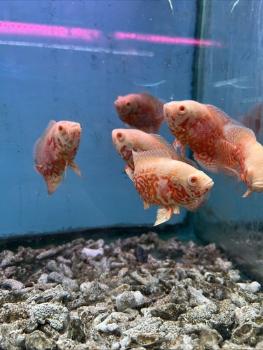 Nemo red tiger albino - tiger, oscar