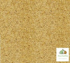 White millet bird seed food - white,