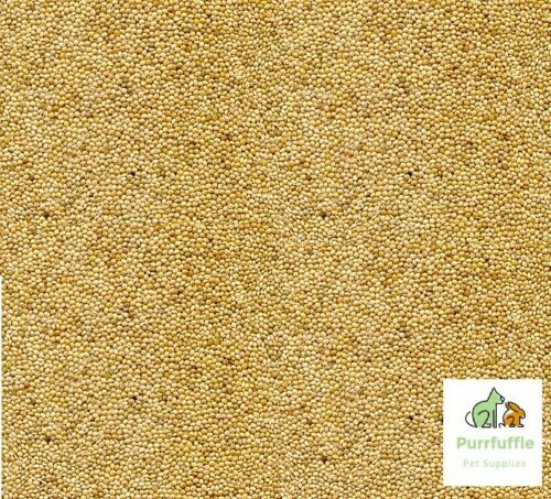 White millet bird seed - white, food