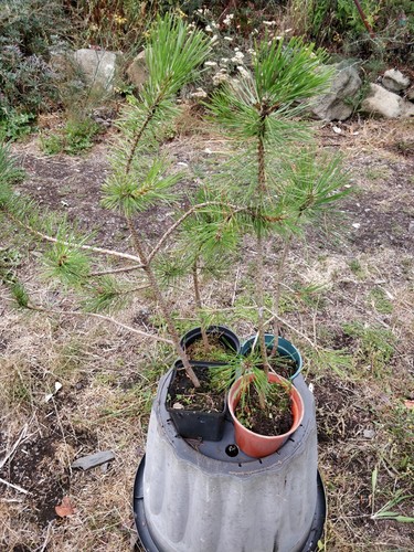 Canadian red pine pinus - canadian, pine/pinus