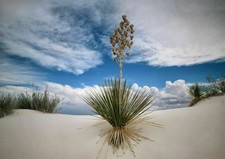 385575 Yucca Plant in White